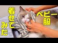 モフ猫に人間用ベビー服を着せたら、可愛かった　ラグドール猫　【モフニャン】part166  Steve the ragdoll cat