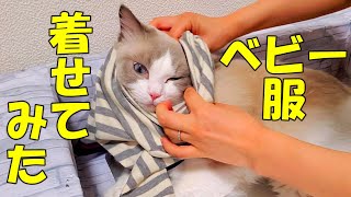 モフ猫に人間用ベビー服を着せたら、可愛かった　ラグドール猫　【モフニャン】part166  Steve the ragdoll cat