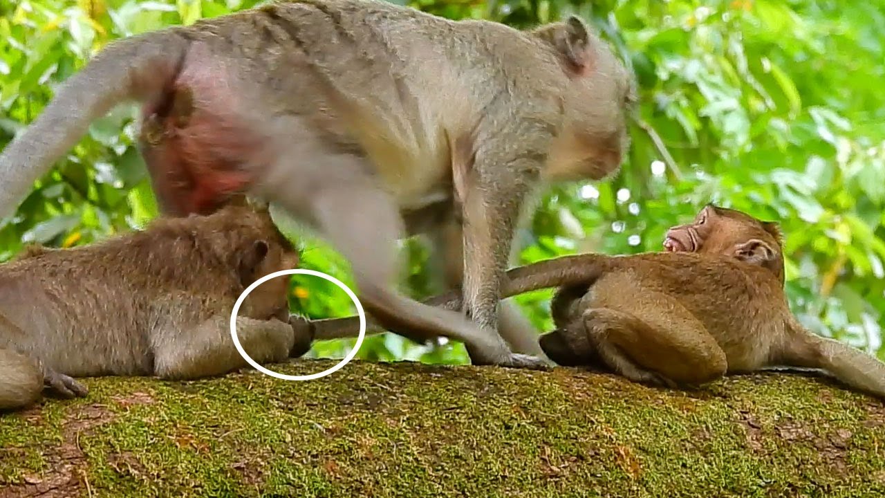 Oh no no Julina! Why Julina bite tail poor boy Jody like this? Jody deep hurt and scare so much