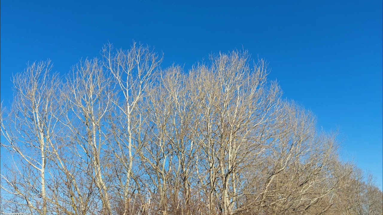 Relaxing Forest Screen From Relaxing For You