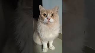 Amazing Cat Facts 🐱 #catfacts #cats #petlover #catlover #ytshorts #shorts #viralvideo #catlife #meow