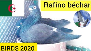 Rafino Pigeon Birds 2020 | الحمام النفاخ الرافينو الأصيل من أندر أنواع الحمام النفاخ في الجزائر