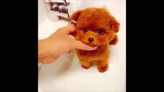 Infant Dogs Video - Cute Pets And Funny Animals 2020 Compilation #2 FOND OF ANIMALS