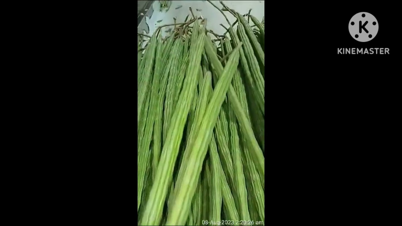 🍃Drum Stick | 🥒शेवग्याची शेंग Export Quality | How to select and Export 🚢✈️  