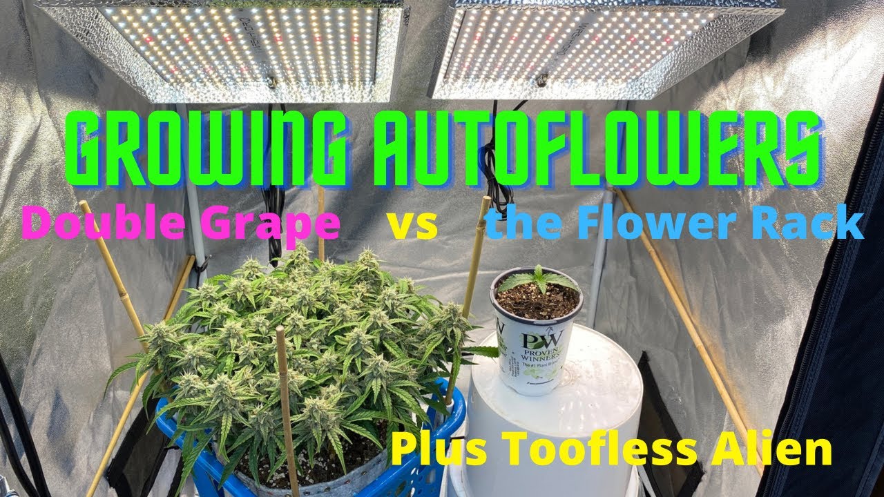 Growing Autoflowers, Double Grape, Toofless Alien Inside the Grow Tent,  More Lst, New LED’s coming