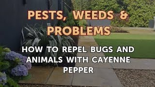 pepper to deter dogs