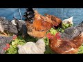 KamiyaHang Jp || Lý Do Ra Vườn Cắt Rau Xà Lách Xoắn Cho Gà Vịt Ăn