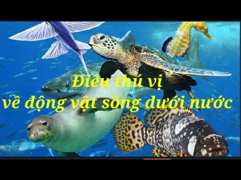 Video: Những thực vật nào sống ở tầng dưới nước?