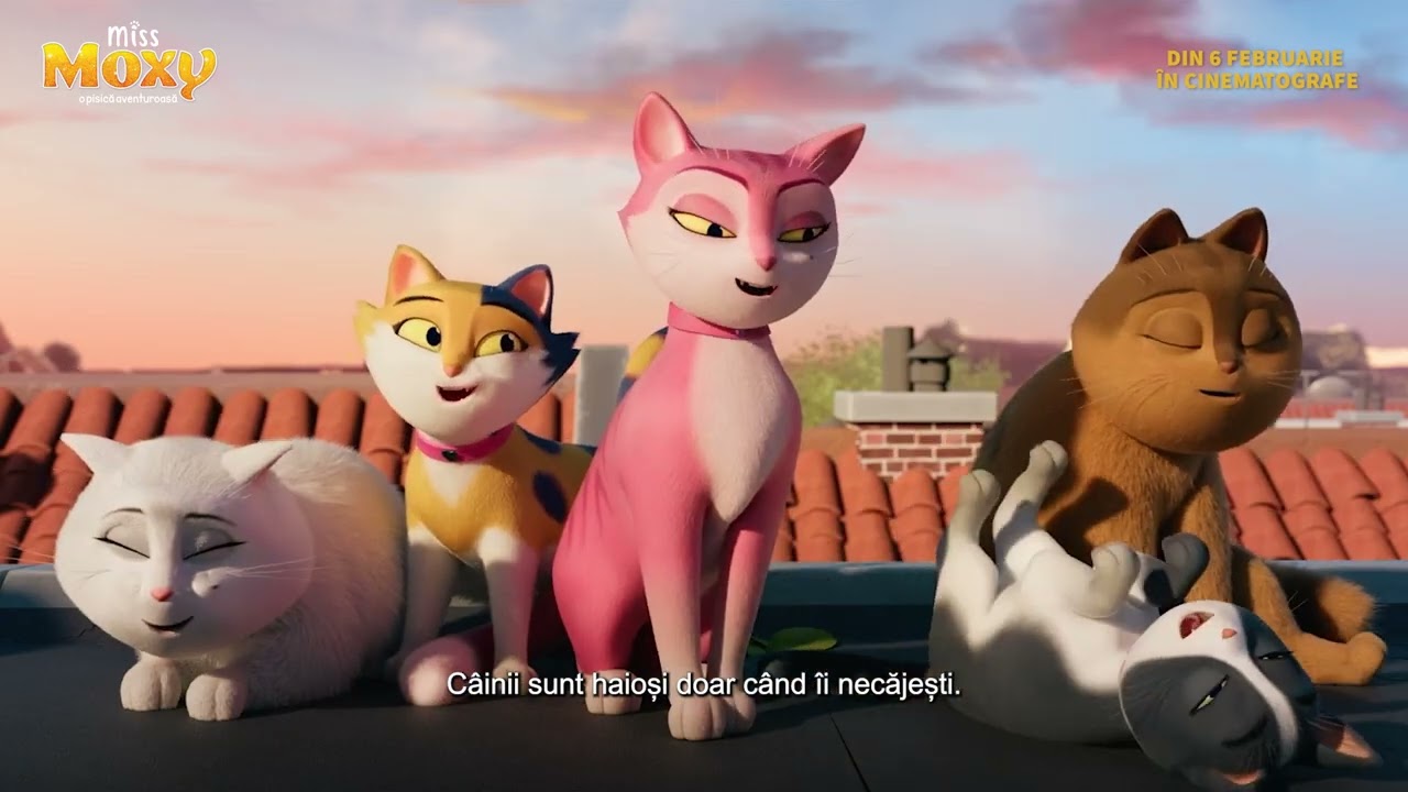 Miss Moxy | faceți cunoștință cu o pisică aventuroasă
