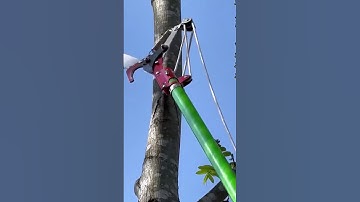 How to cut tree branches #tree #treebranches #shortsfeed #shortvideo #shorts #viral #shots #short