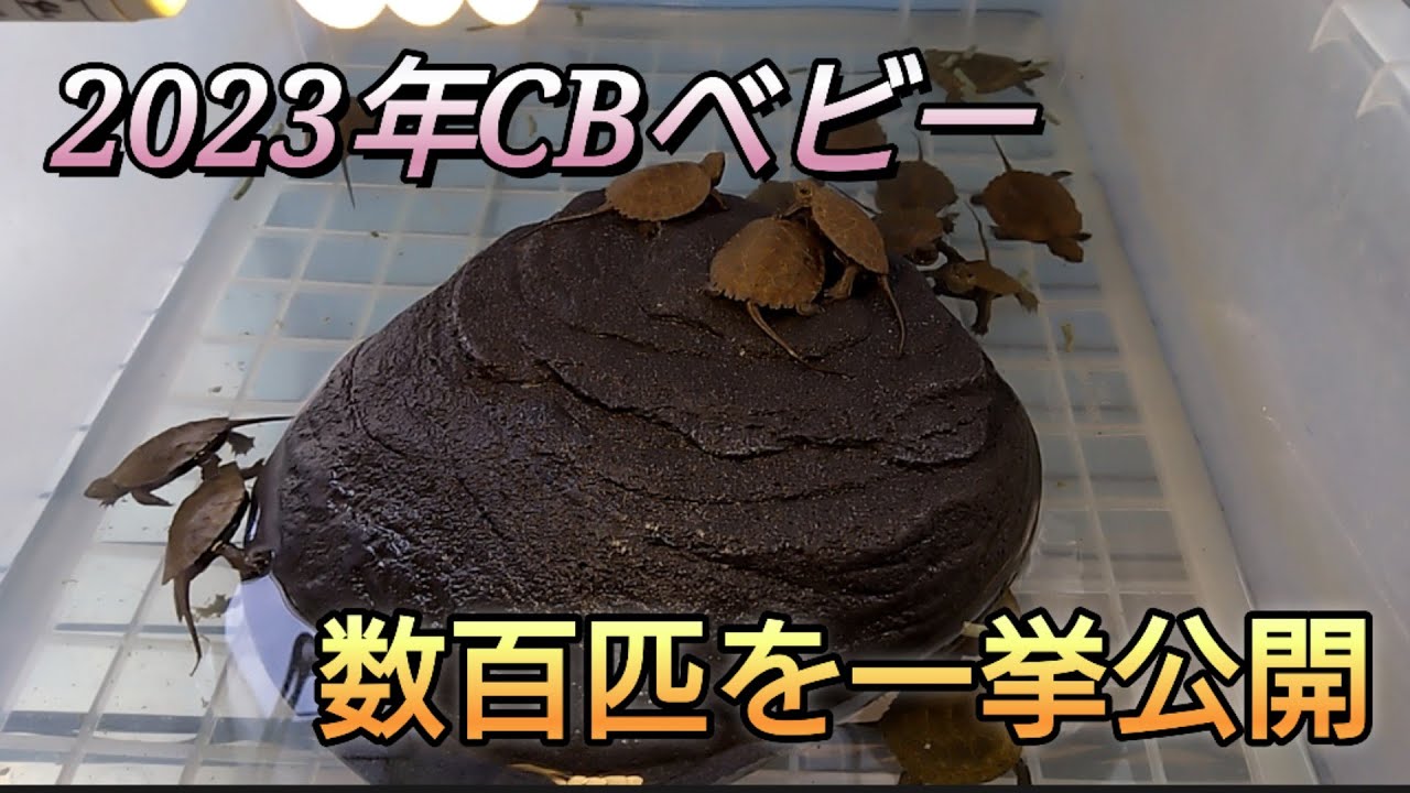 数百匹の亀ベビー達を一挙に紹介致します