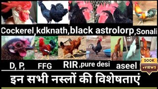 मुर्गी की 9 नस्ल की विशेषताएं।। desi murgi palan।।desi murgi palan business in hindi।।chicken farm।।