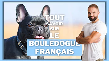 Quel est le meilleur Elevage de bouledogue français ?