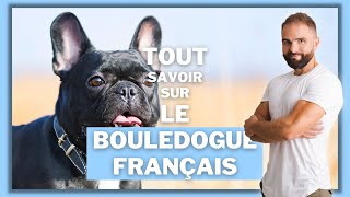 Infos race de chien Bouledogue français : Tout savoir sur cette race de chien