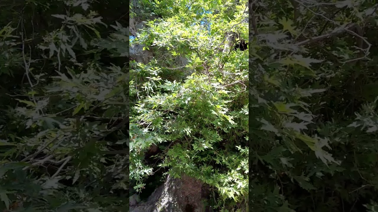 Σήμερα στο Κρασι και ο Πλάτανος Κρήτης!! Krasi Crete Greece today!! Video Aleka Dimitrakoudi.