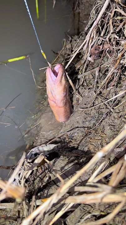 fishing for the incredible monster eel 😮👆 #belut #mancing #shorts #viral