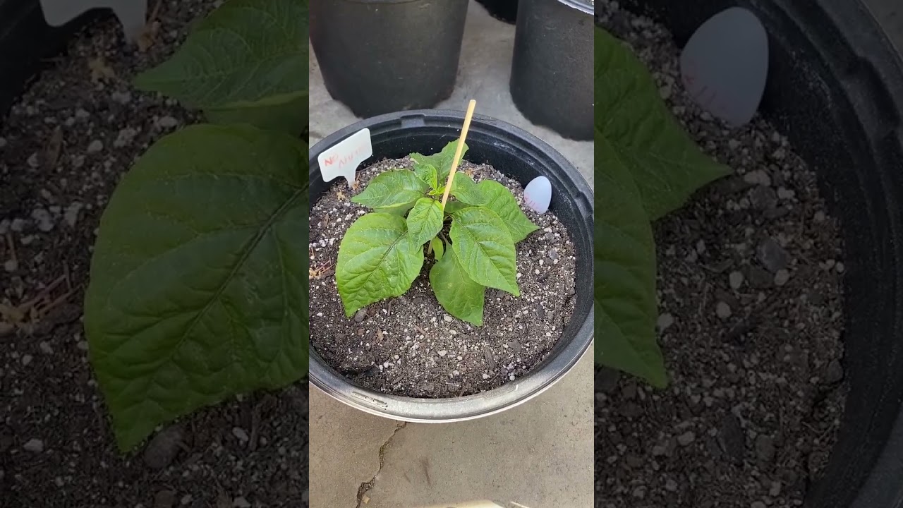 Testing sun resistance in 2 month old plant
