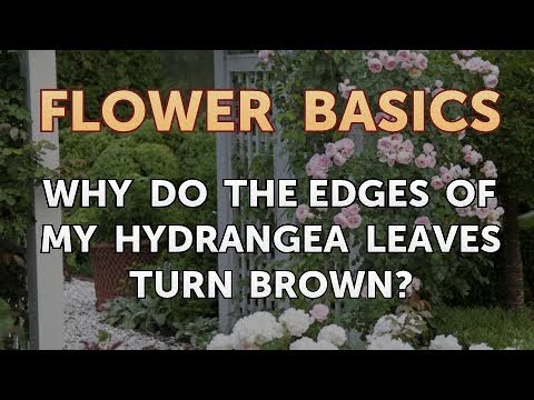 Видео: Hydrangea навч шар өнгөтэй болвол яах вэ? 12 зураг Hydrangea яагаад муу ургадаг, навчны доод ирмэг нь хатдаг вэ? Хэрхэн тэмцэх вэ?