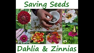 Asmr Gardening Saving Seeds From Dahlias And Zinnias I Grew Crinkly Dry Flowers Sound So Good