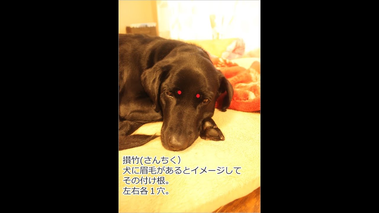 犬のストレスケア おすすめのツボ 1 攅竹 さんちく 愛犬のアロマセラピー Office Guri Aroma
