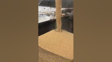 Unloading beans to roast