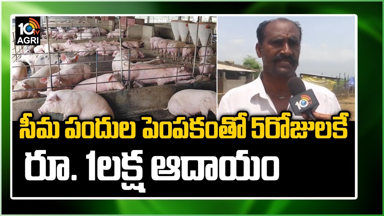 సీమ పందుల పెంప‌కంతో 5రోజుల‌కే రూ. 1ల‌క్ష ఆదాయం | Pig Farming | Matti Manishi | 10TV News