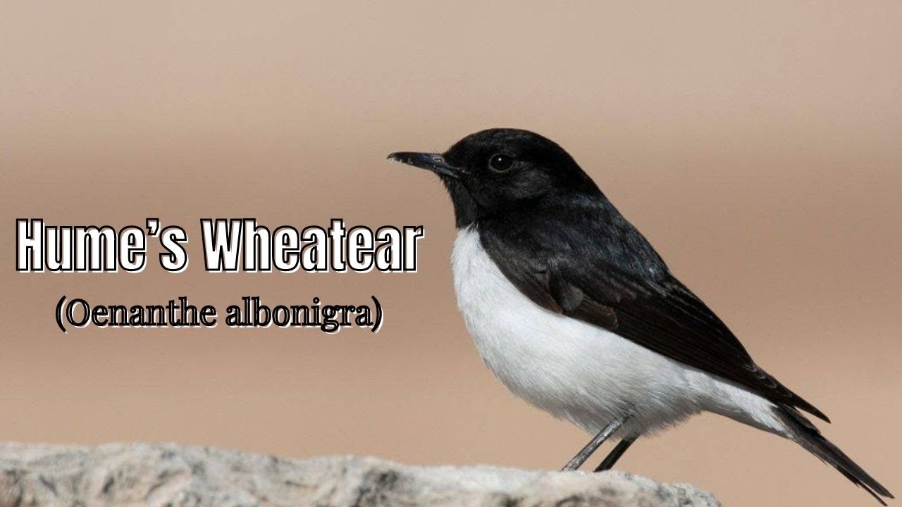 Humes Wheatear Bird: Captivating Sights in Their Natural Environment!