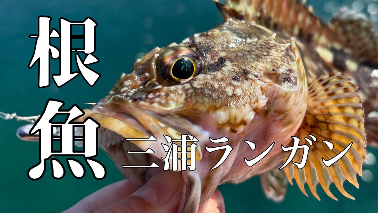 三浦辺りをランガン根魚