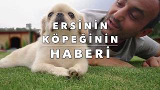 Survi̇vor 72 Bölüm - Acun Ersine Köpeğiyle İlgili Gerçekleri Açıklıyor - Gözyaşlari Sel Oldu