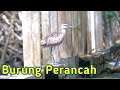 Burung Gajahan Pengala | Whimbrel (Numenius Phaeopus)