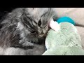 Scottish Fold Grooming a Stuffed Animal | Maro the Cat