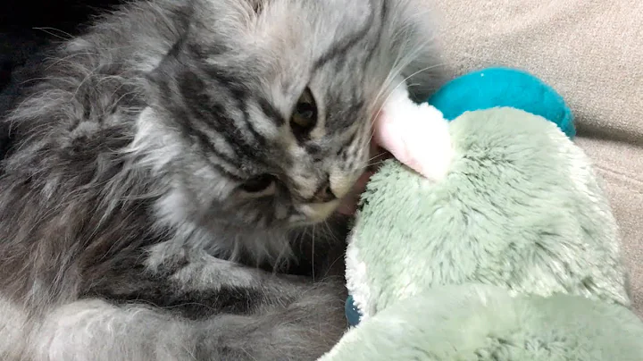 Video 8301461: loves grooming, cat