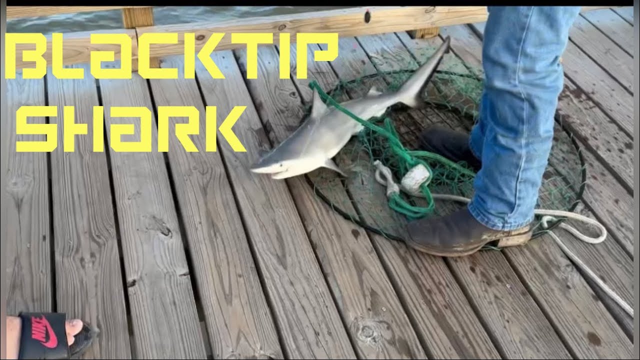 Blacktip Shark{Pier Fishing} Port Lavaca Tx YouTube