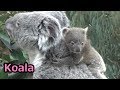 コアラの赤ちゃん 母親にしがみつく姿が可愛い koala baby 【こども動物自然公園】