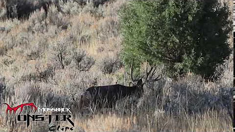 MossBack Monster Clips - Monster Non-Typical Mule Deer Buck