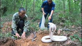 A terrifying moment: dozens of king cobras stirred and slithered out from the ground.