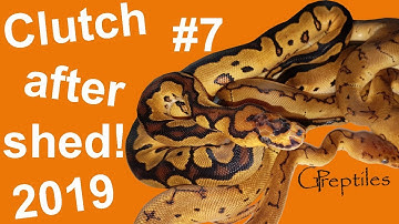 Yellowbelly works great with Clown! Ball Python clutch #7 in 2019