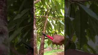 Pangkas dahan cabang V durian agar pertumbuhan seimbang #vidioshorts #durianmehonk #durian