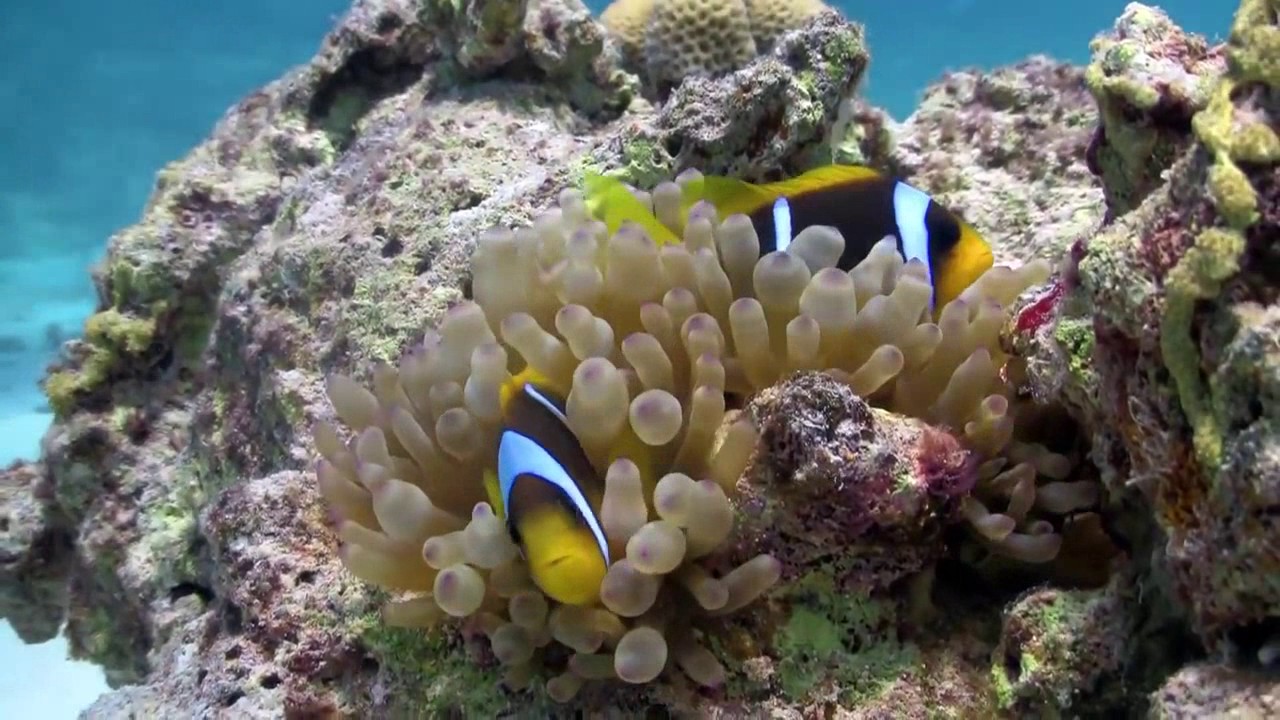 Strainj Poetry- Conditional Love Probe { music video}