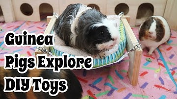 Guinea Pigs Explore DIY Toys | Hammock & Mega Tunnel