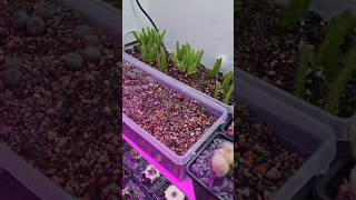 Drachenfruchtkaktus selber ziehen #plants #cactus