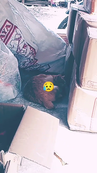 Masyallah rupanya ada disini saat ketemu jadi terharu#cat