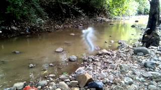 White Caterpillar Hanging From Tree In Air - Animal Planet - Nature Documentary HD