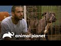 Ex-detento consegue oportunidade para recomeçar | Pit bulls e condenados | Animal Planet Brasil