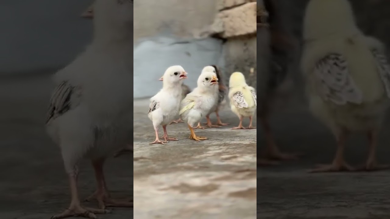 Cute Baby Aseel Chick 🐣 | Desi Aseel