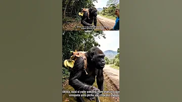 Vituko Vya Sokwe Akiongea Na Mtalii Kupiga Na Mimi Lazima Unilipe Mkungu Wa Ndizi 
