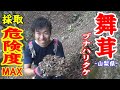 【奥多摩】舞茸狩り