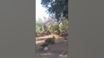 الشيخ ماهر المعيقلي تلاوة عطرة قل هو ربي عليه توكلت