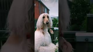 Afghan hound attitude status #viral #dogbreeds #dogs