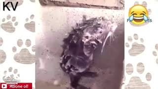 Fare Duşta Antebin Hamamlarını Söylerken Kapıda Kalmak